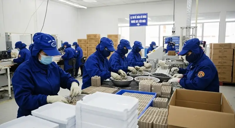 Mở rộng sản xuất pháo hoa 1